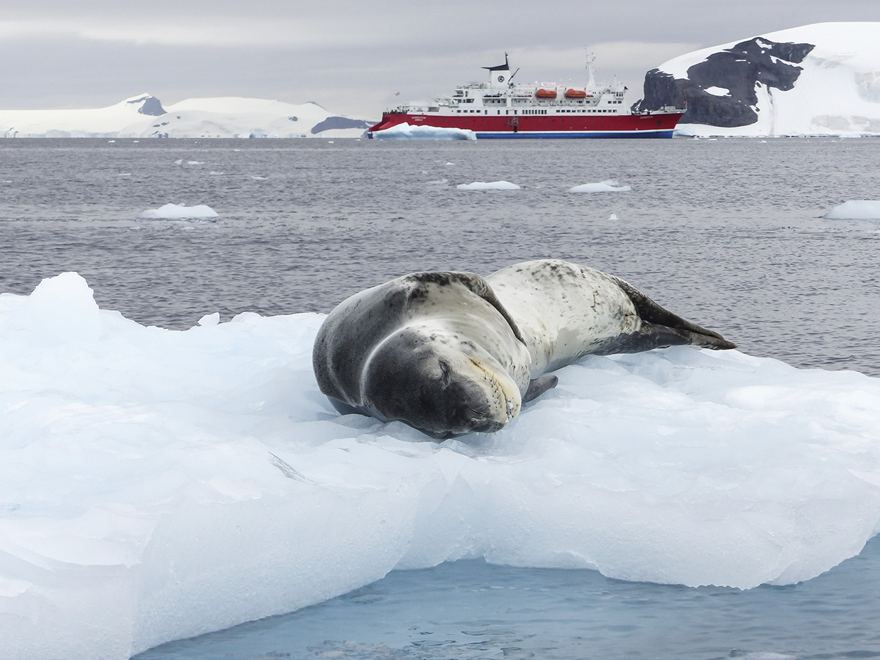 Sea Leopard in Antarctica - MS Expedition