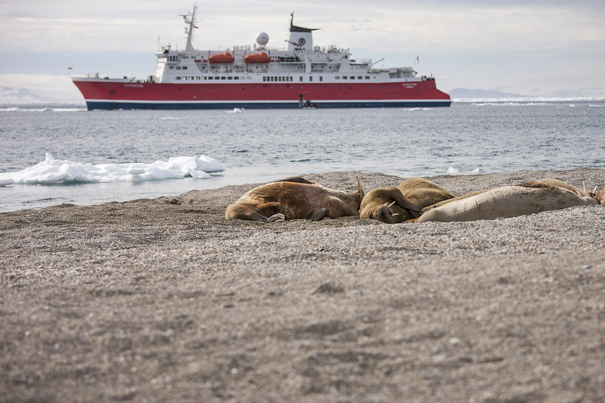 Walruss - MV Expedition