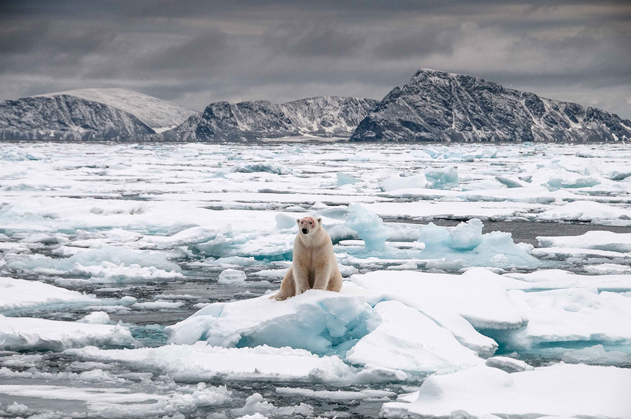 Eisbär auf dem Eis