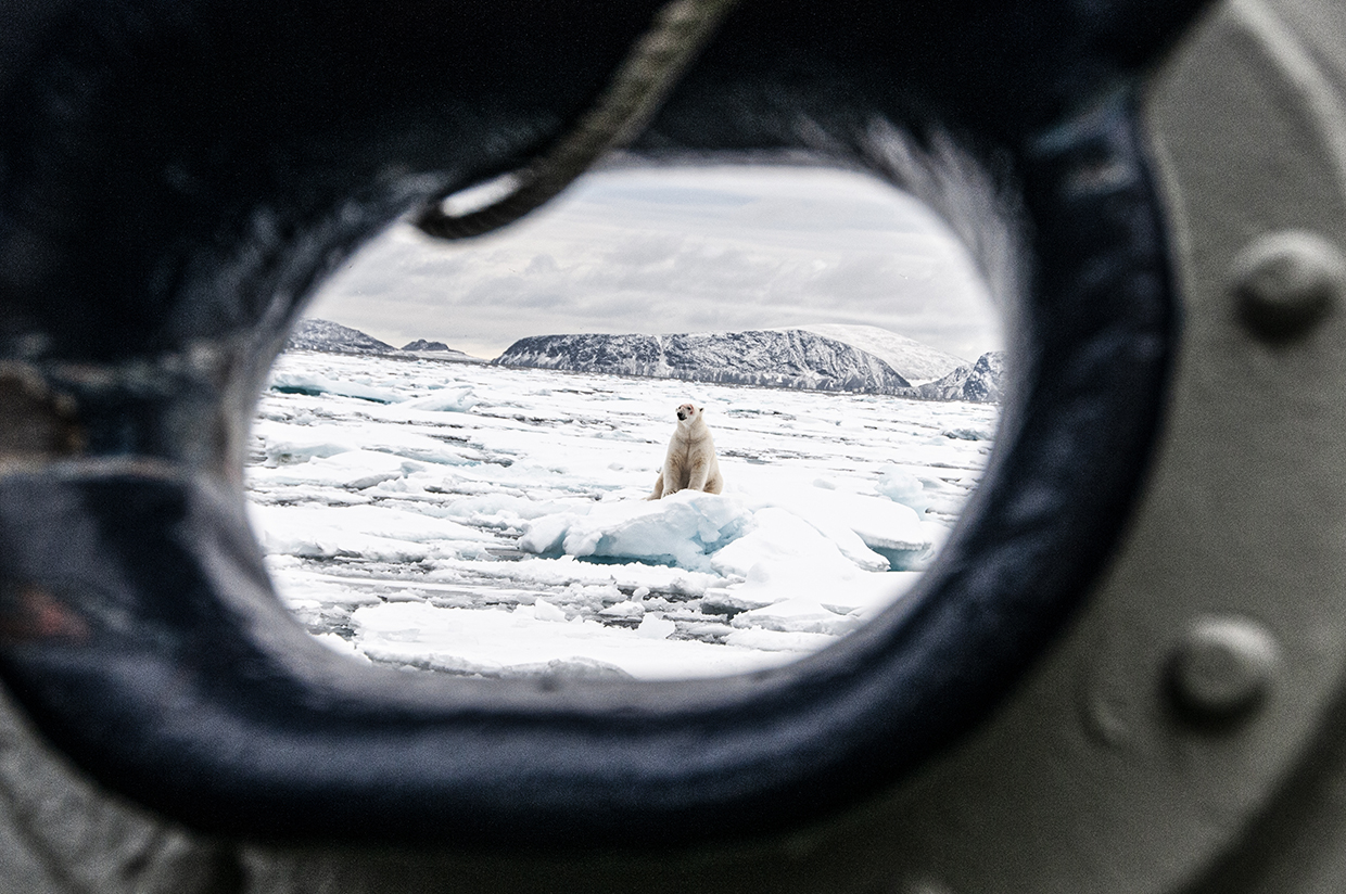 Eisbär