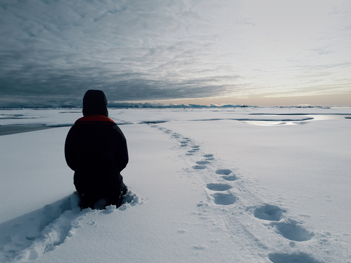 Polarbear tracks