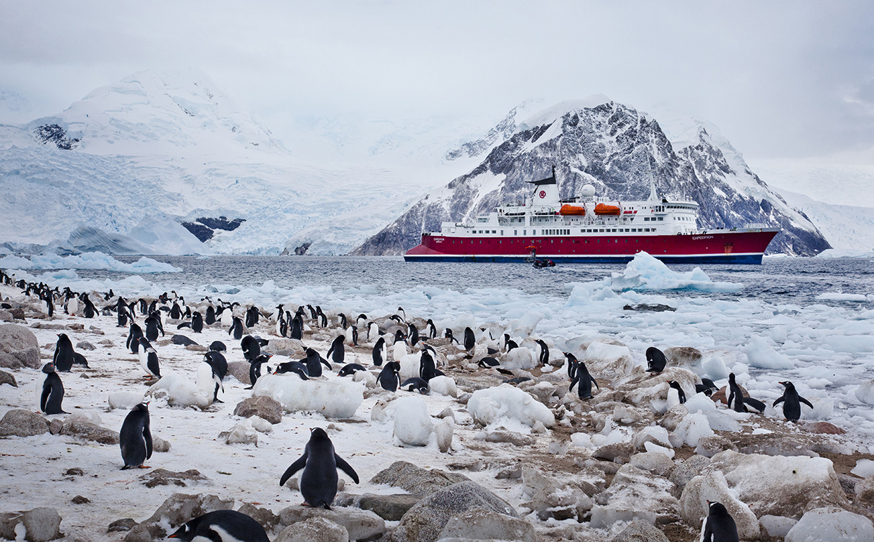 Visit penguins in antarctica