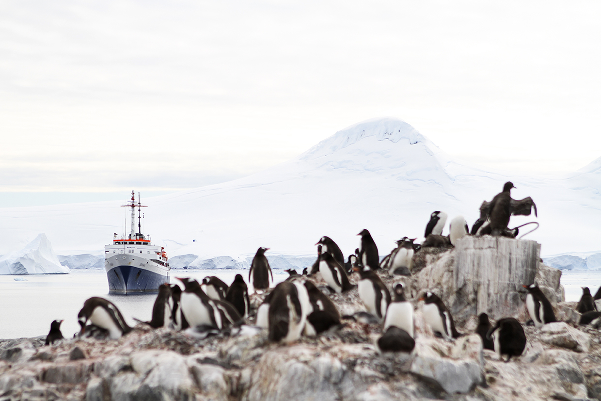 MS Ushiaia und Pinguine
