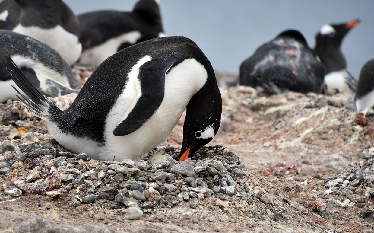 Penguin