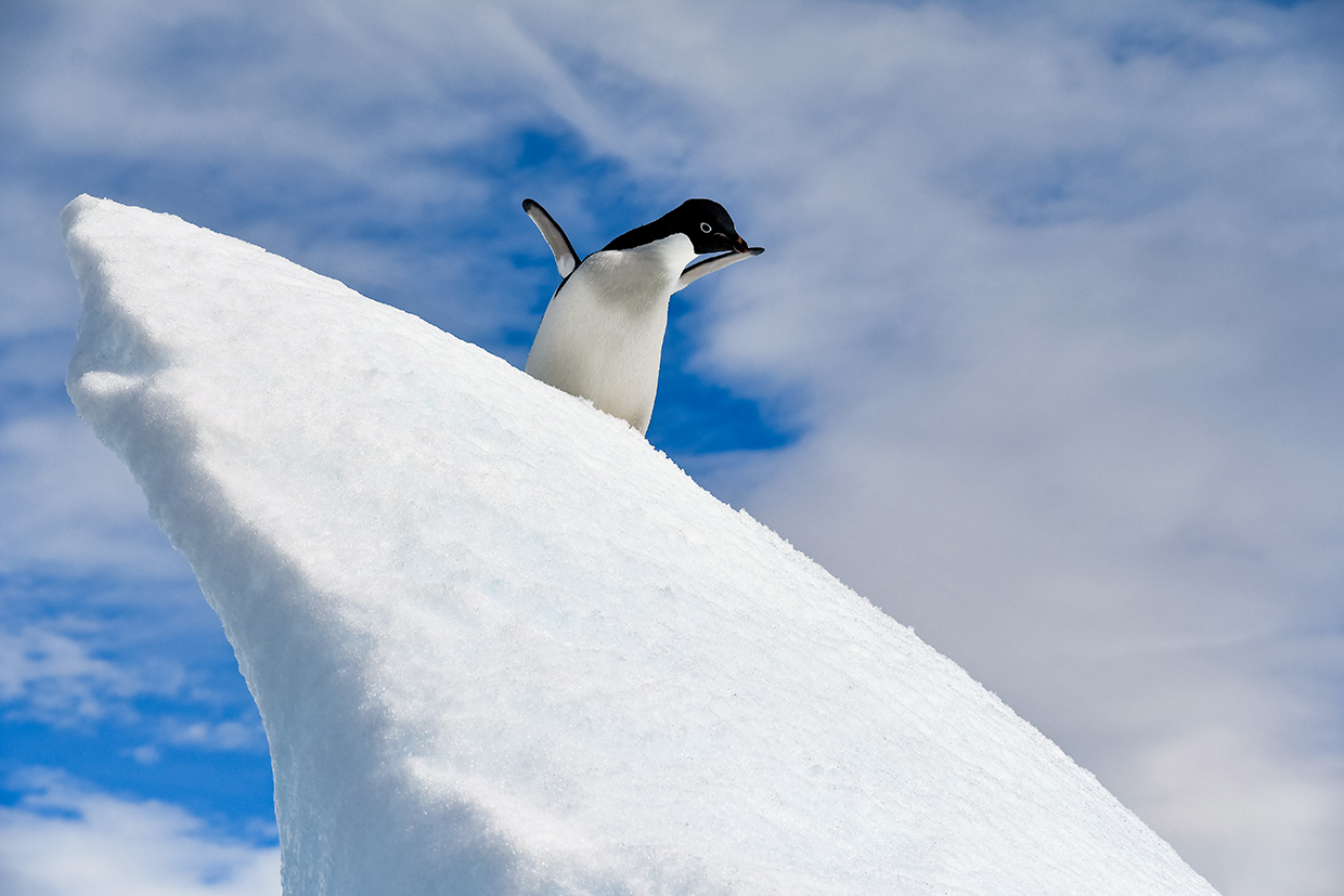 Penguin on the Ice