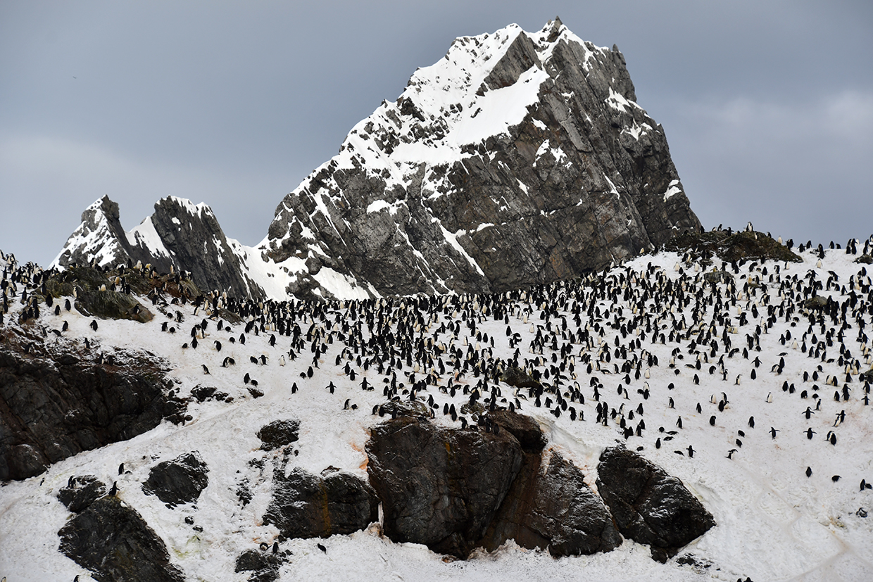 Penguins in Antarctica