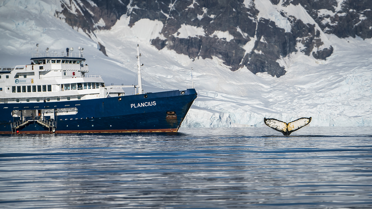 MV Plancius with Humpackwhale