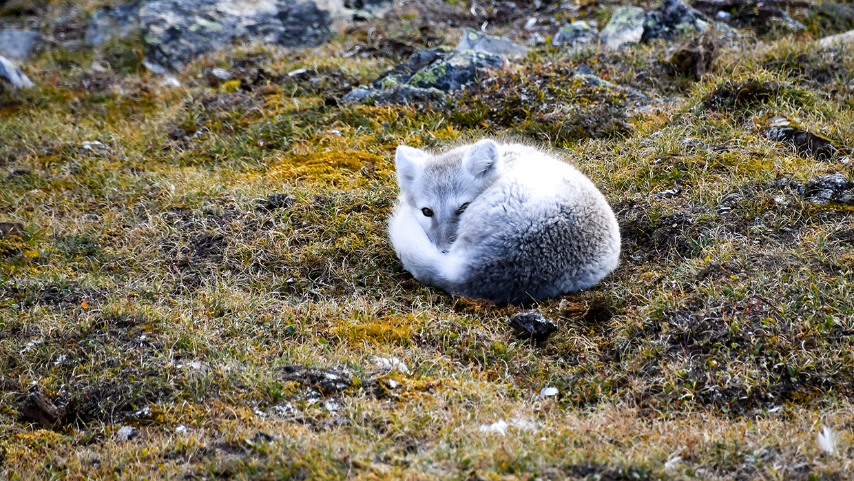 Polarfuchs, Spitzbergen