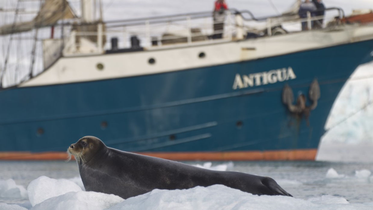 Seal in front of SY Antigua