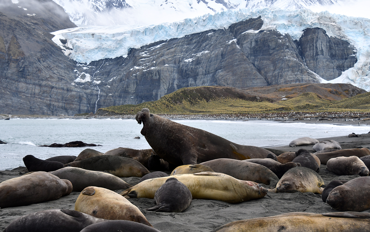 Elefant Seal in South Georgia