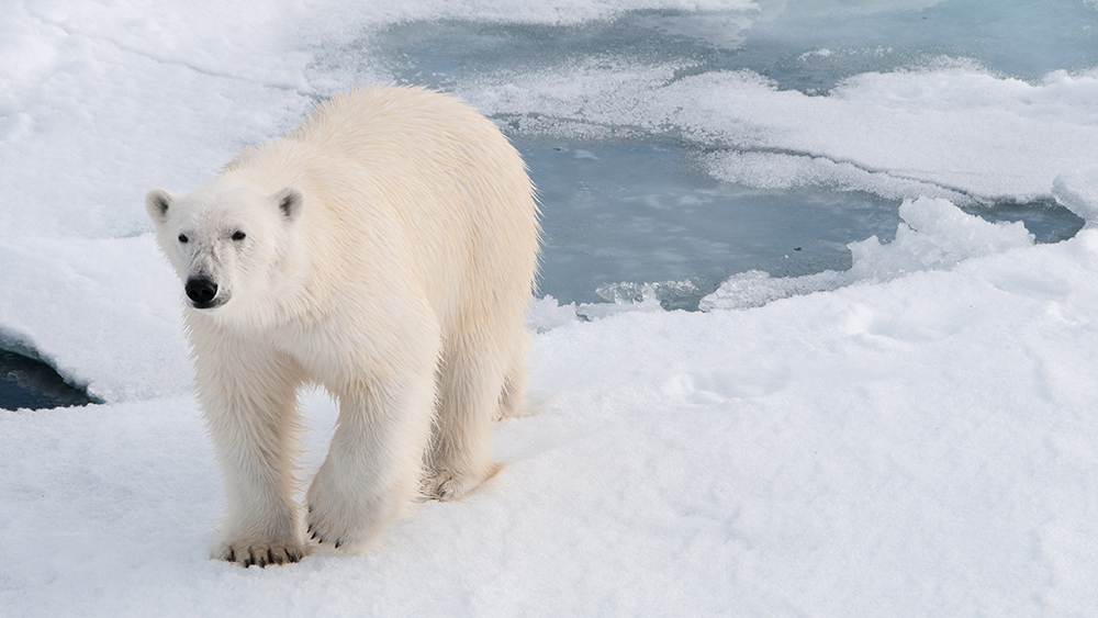 Eisbär