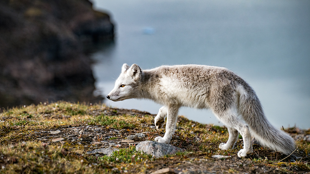 Polarfuchs