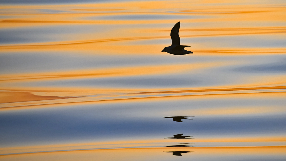 Fulmar im Sonnenuntergang