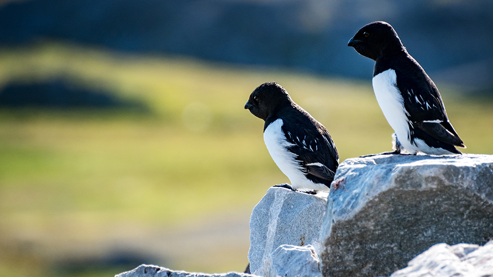 Little auk