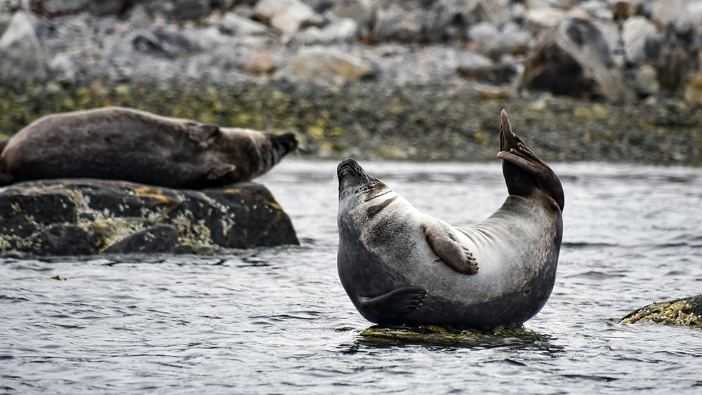 Seal