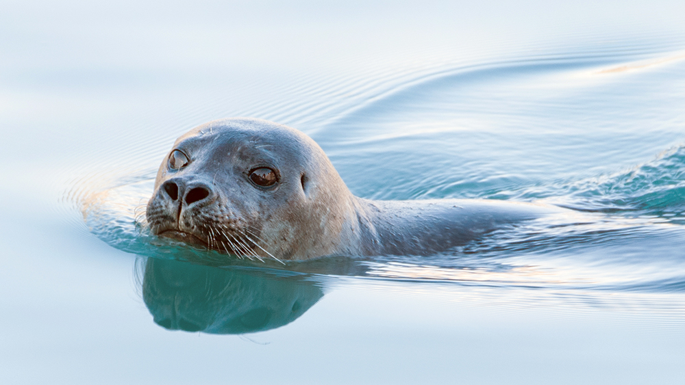 Seal