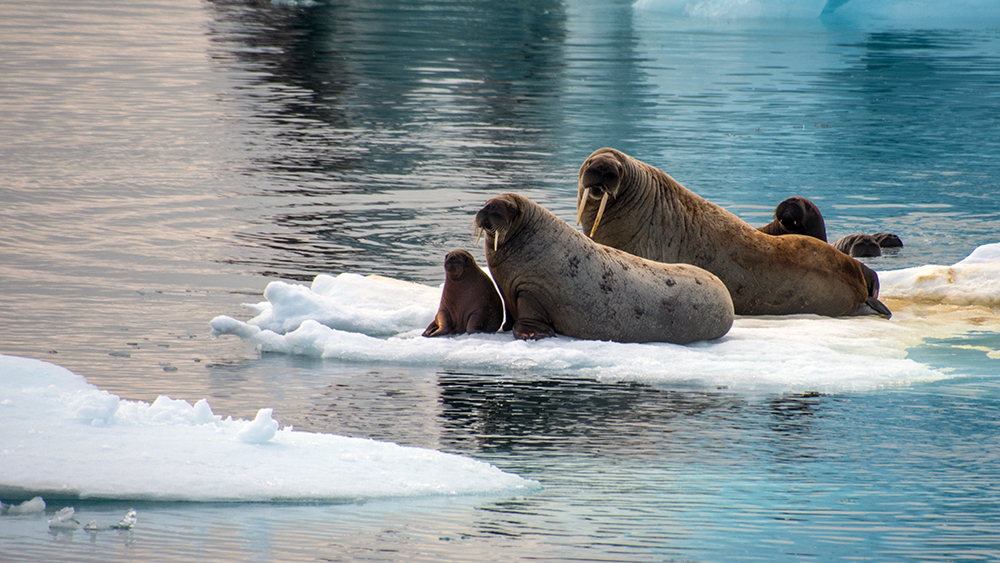 Walrus in Svalbard