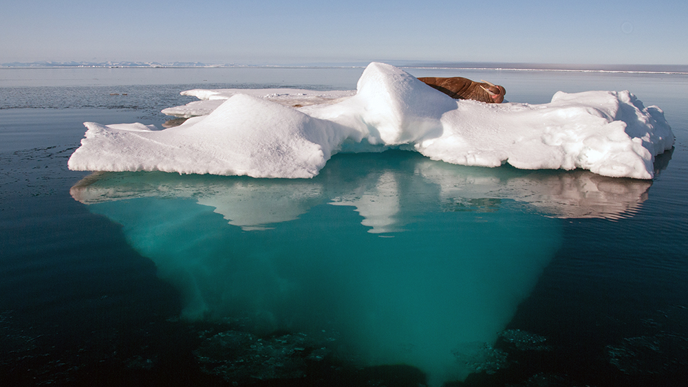 Walrus on the ice