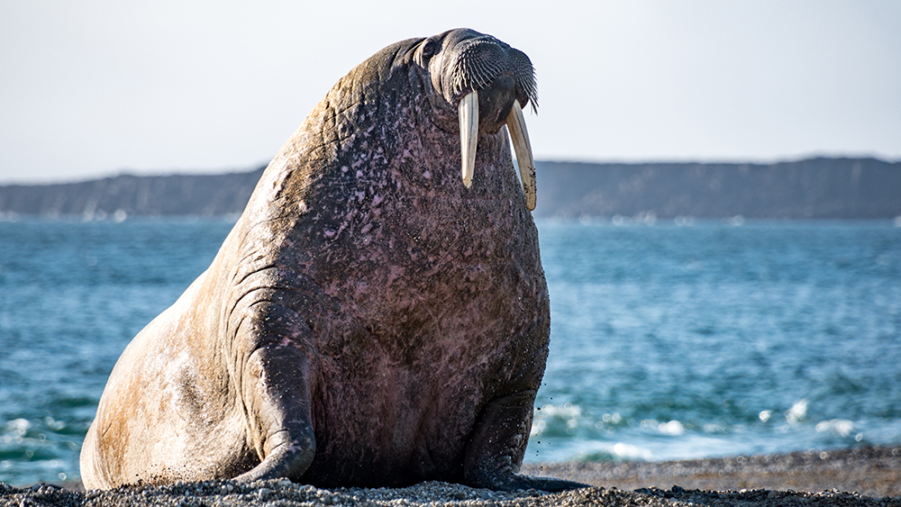 Walrus