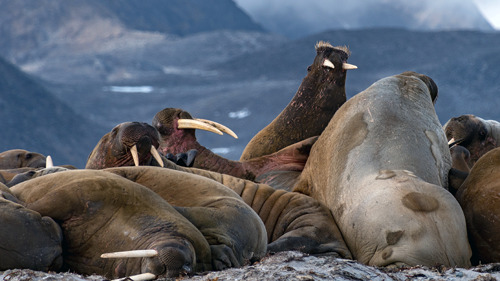 Walrus at the beach