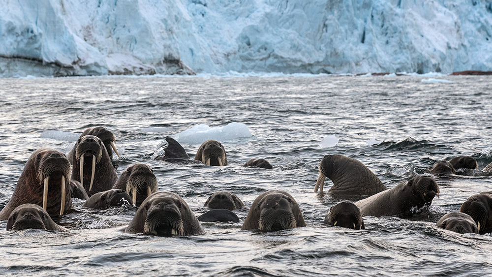 Walrusses by Kvitøya