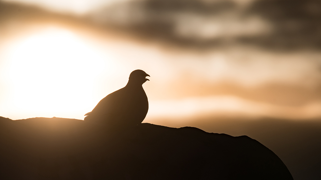 Rock Ptarmigan 
