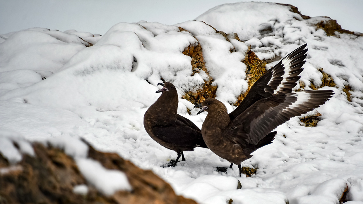 Birds in Antarctica