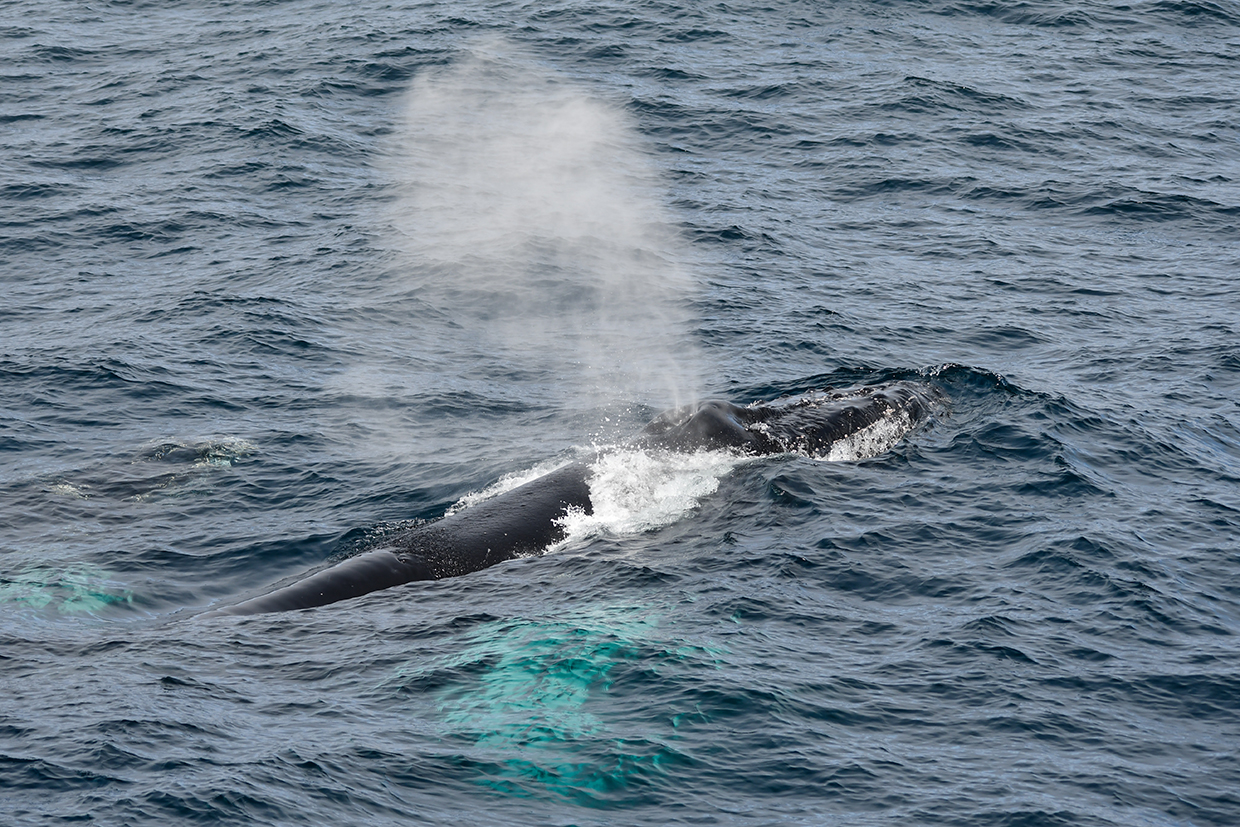 Whale in Antarctica