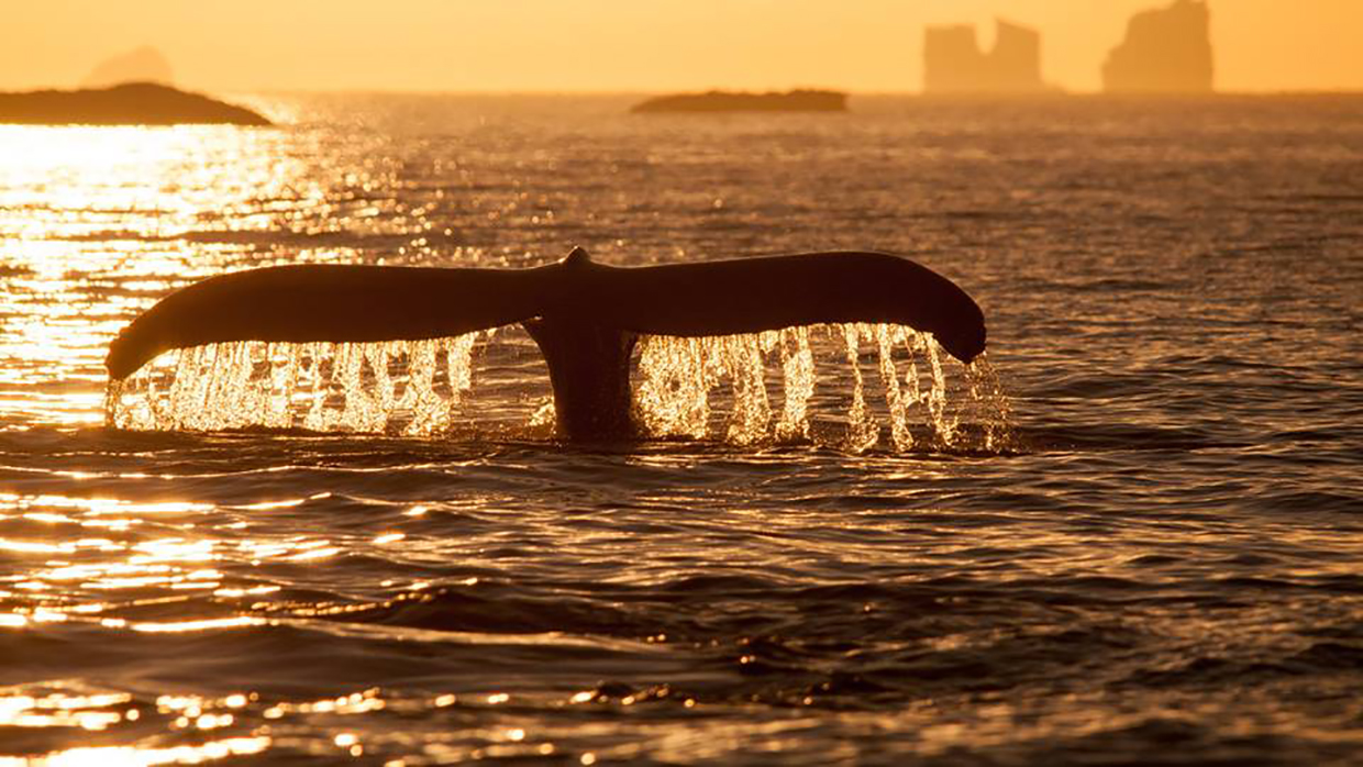 Whales in Greenland