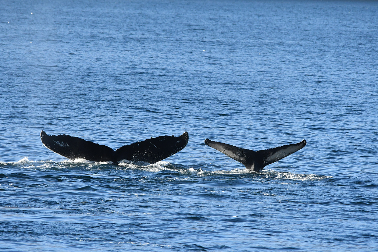 Whales in front of the coasts of Greenland