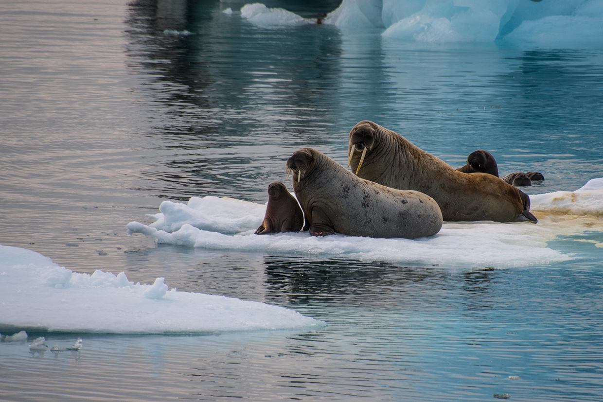 Walrus on the Ice